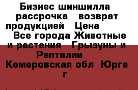 Бизнес шиншилла, рассрочка - возврат продукцией › Цена ­ 4 500 - Все города Животные и растения » Грызуны и Рептилии   . Кемеровская обл.,Юрга г.